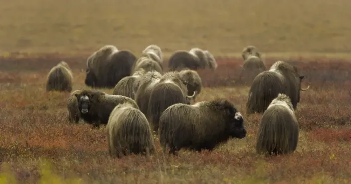 Framed Print : Herd of musk ox (Ovibos moschatus) on autumnal tundra, rear view Framed Print : Herd of musk ox (Ovibos moschatus) on autumnal tundra, rear view