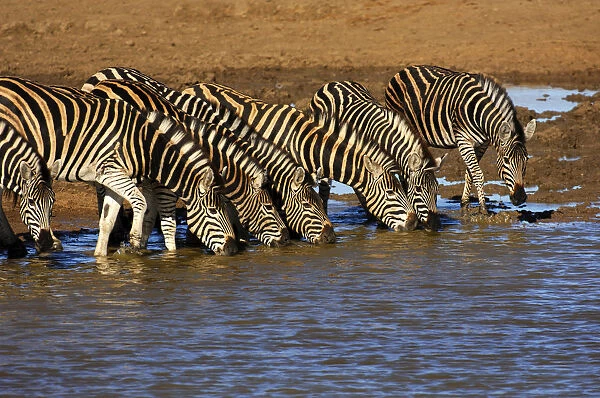 Herd of Plains Zebra (Equus burchelli) at a water hole, Madikwe Game Reserve, South Africa