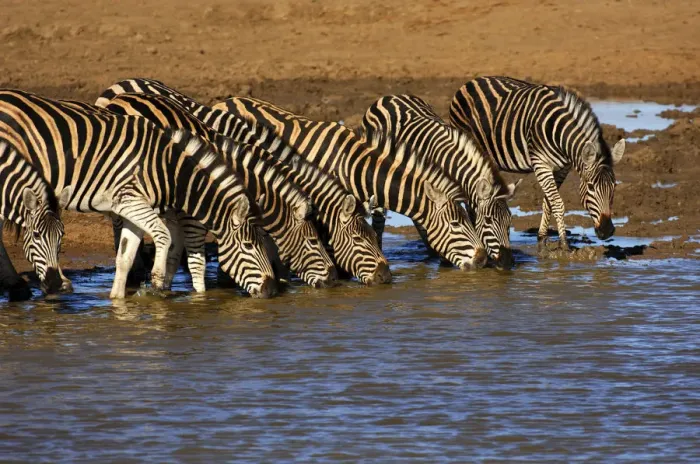Framed Print : Herd of Plains Zebra (Equus burchelli) at a water hole, Madikwe Game Reserve, South Africa Framed Print : Herd of Plains Zebra (Equus burchelli) at a water hole, Madikwe Game Reserve, South Africa