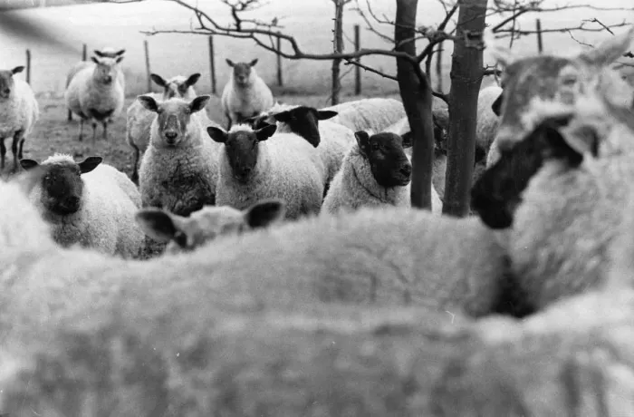 Framed Print : Herd Of Sheep Framed Print : Herd Of Sheep