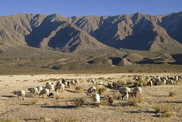 herd of sheep grazing