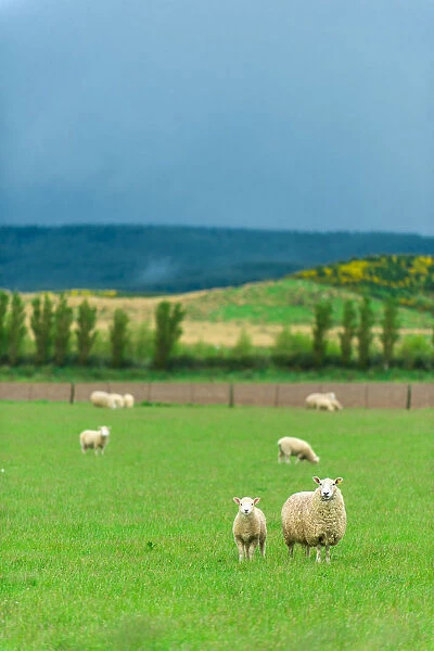 Herd of sheep on green meadow