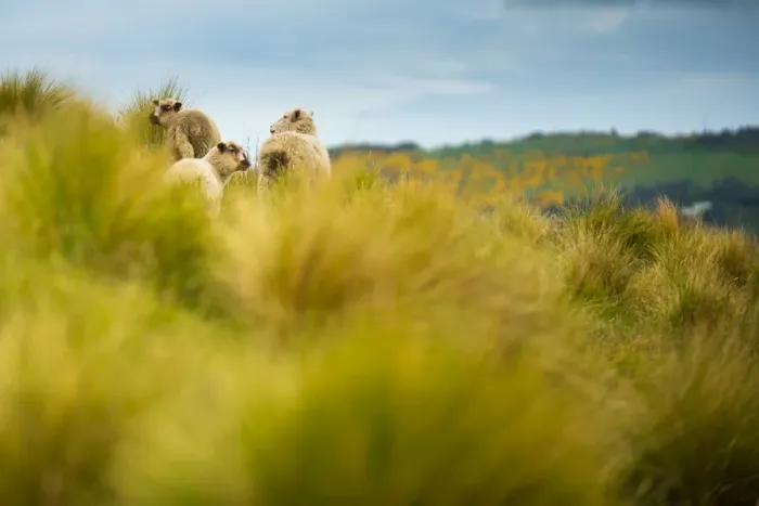 Framed Print : Herd of sheep on green meadow Framed Print : Herd of sheep on green meadow