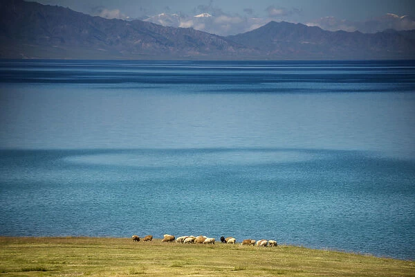 Herd of Sheep near Sayram Lake, Ili, Xinjiang