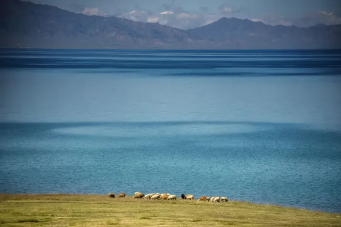 Framed Print : Herd of Sheep near Sayram Lake, Ili, Xinjiang Framed Print : Herd of Sheep near Sayram Lake, Ili, Xinjiang