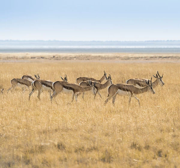 Herd of Springboks -Antidorcas marsupialis- in the grasslands, Etosha National Park, Namibia