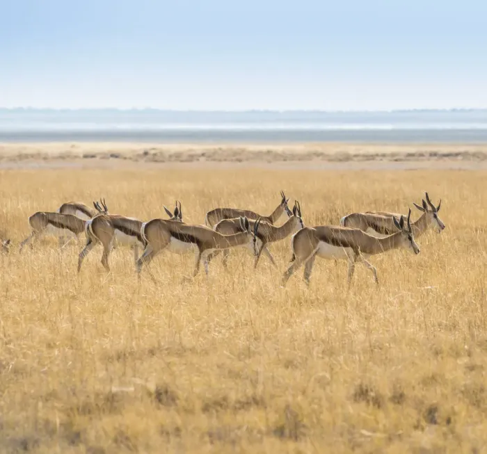 Framed Print : Herd of Springboks -Antidorcas marsupialis- in the grasslands, Etosha National Park, Namibia Framed Print : Herd of Springboks -Antidorcas marsupialis- in the grasslands, Etosha National Park, Namibia