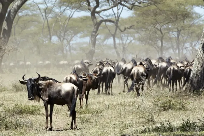 Framed Print : Herd of Wildebeest -Connochaetes taurinus-, Serengeti, Tanzania, Africa Framed Print : Herd of Wildebeest -Connochaetes taurinus-, Serengeti, Tanzania, Africa