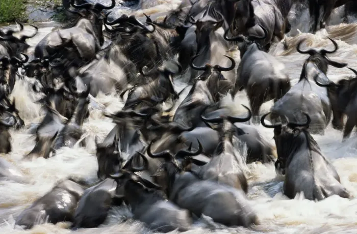 Framed Print : Herd of wildebeest (Connochaetes taurinus) in river Framed Print : Herd of wildebeest (Connochaetes taurinus) in river