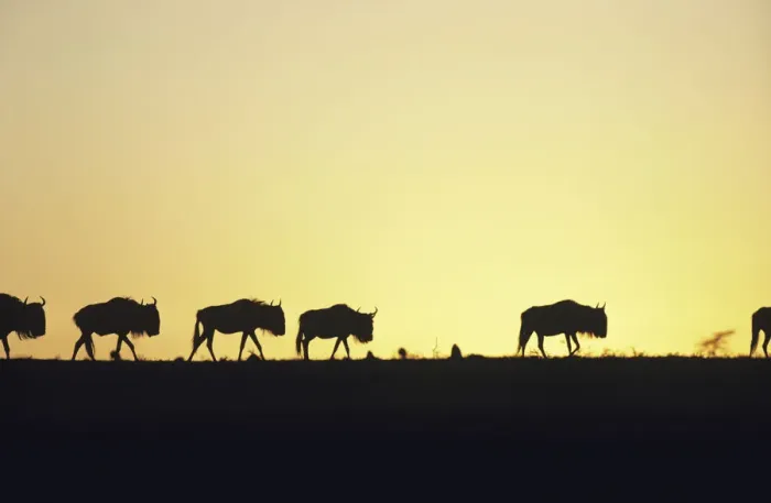Framed Print : Herd of wildebeest (Connochaetes taurinus) at sunset, Kenya Framed Print : Herd of wildebeest (Connochaetes taurinus) at sunset, Kenya