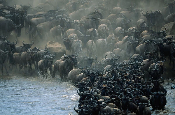 Herd of wildebeests (Connochaetes taurinus) crossing Mara River, Masai Mara, Kenya