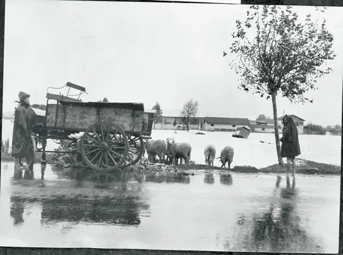 Framed Print : Herder Gathering His Sheep in Flooded Area Framed Print : Herder Gathering His Sheep in Flooded Area