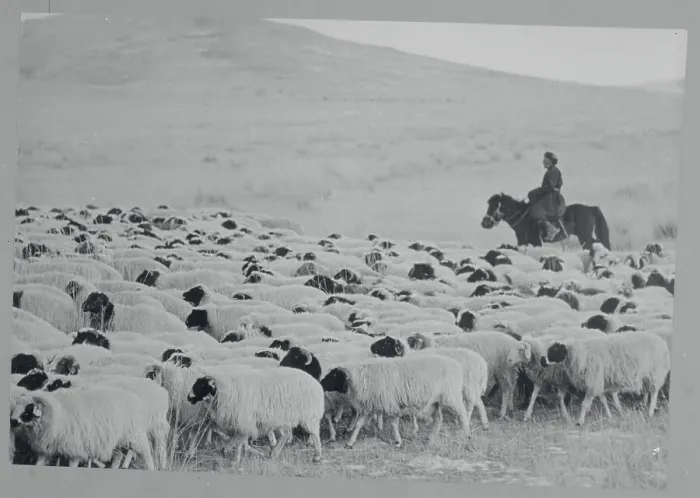 Framed Print : Herders with Their Sheep on the Range Framed Print : Herders with Their Sheep on the Range