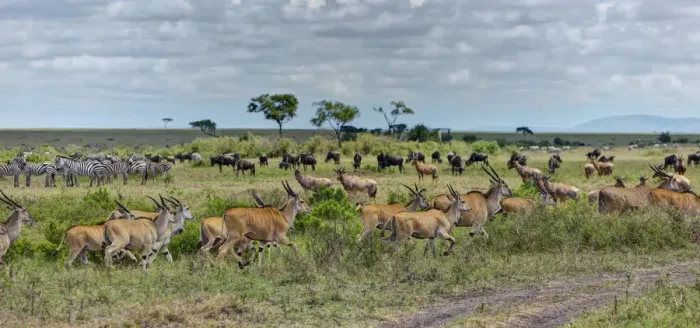 Framed Print : Herds of Eland Antelopes -Taurotragus oryx-, Zebras -Equus quagga- and Blue Wildebeest -Connochaetes taurinus-, Masai Mara National Reserve, Kenya, East Africa, Africa, PublicGround Framed Print : Herds of Eland Antelopes -Taurotragus oryx-, Zebras -Equus quagga- and Blue Wildebeest -Connochaetes taurinus-, Masai Mara National Reserve, Kenya, East Africa, Africa, PublicGround