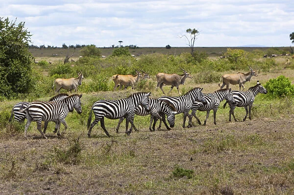 Herds of Eland Antelopes -Taurotragus oryx- and Zebras -Equus quagga-, Masai Mara National Reserve, Kenya, East Africa, Africa, PublicGround