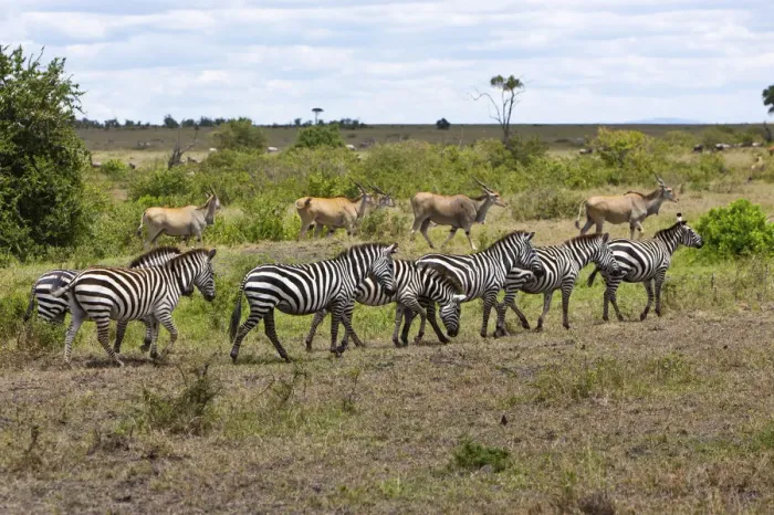 Framed Print : Herds of Eland Antelopes -Taurotragus oryx- and Zebras -Equus quagga-, Masai Mara National Reserve, Kenya, East Africa, Africa, PublicGround Framed Print : Herds of Eland Antelopes -Taurotragus oryx- and Zebras -Equus quagga-, Masai Mara National Reserve, Kenya, East Africa, Africa, PublicGround
