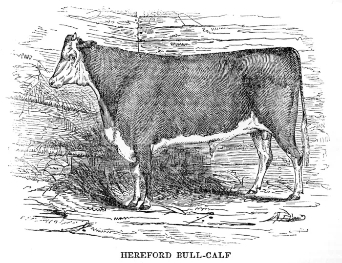 Framed Print : Hereford bull calf 1841 Framed Print : Hereford bull calf 1841