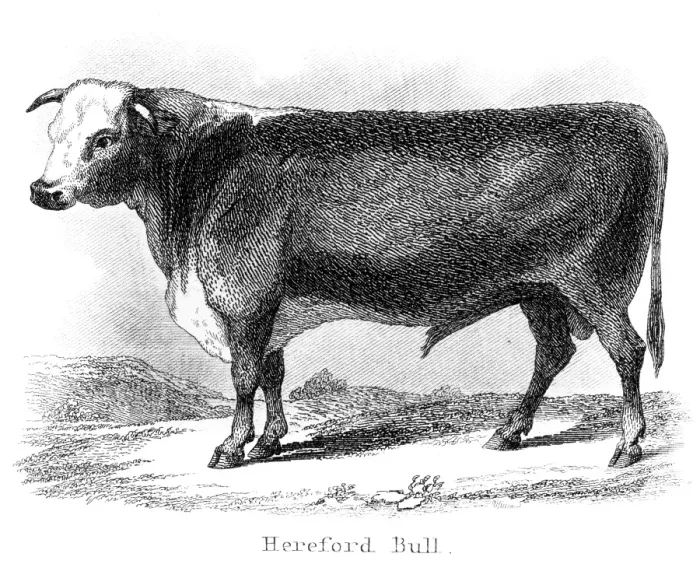 Framed Print : Hereford bull engraving 1873 Framed Print : Hereford bull engraving 1873