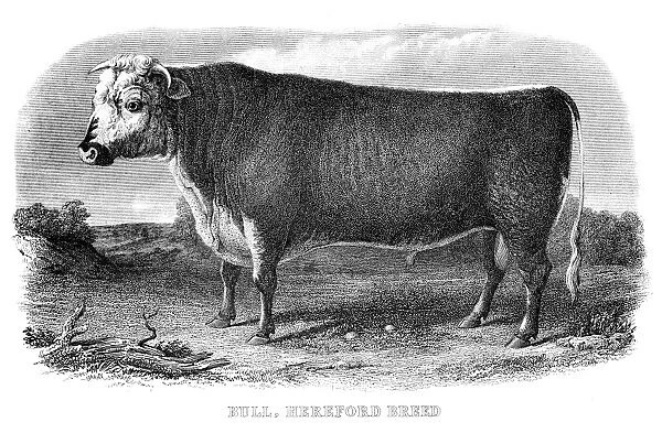 Hereford bull engraving 1878