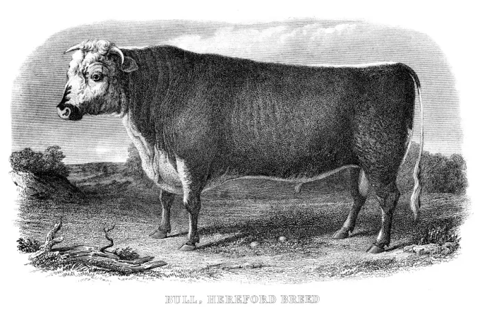Framed Print : Hereford bull engraving 1878 Framed Print : Hereford bull engraving 1878