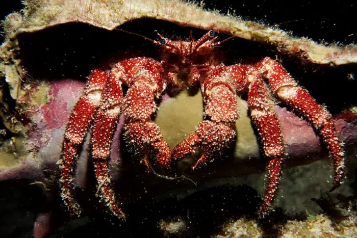 Framed Print : Hermit Crab in the Cayman Islands of the Caribbean Framed Print : Hermit Crab in the Cayman Islands of the Caribbean