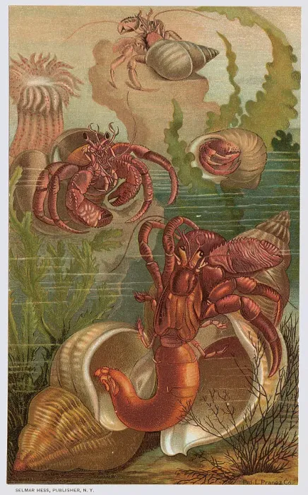 Framed Print : Hermit Crabs Framed Print : Hermit Crabs