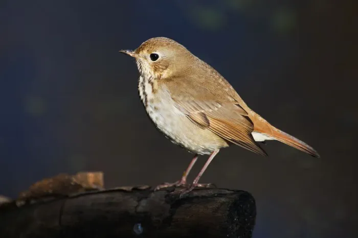 Framed Print : Hermit thrush in autumn migration Framed Print : Hermit thrush in autumn migration