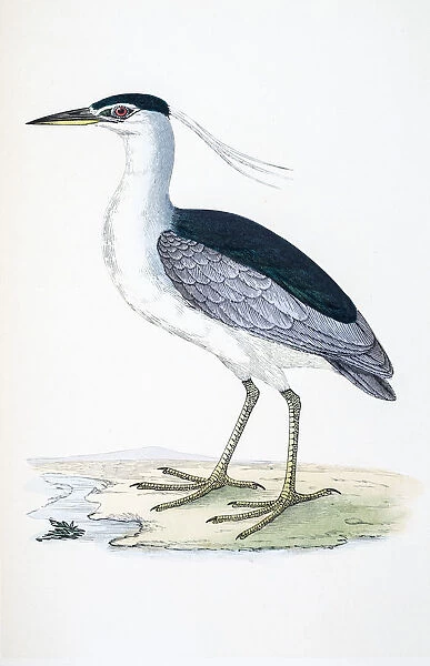 Heron bird 19 century illustration