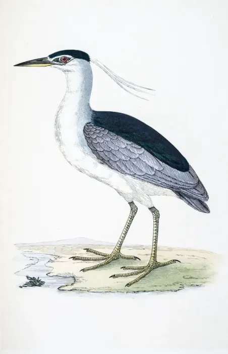 Framed Print : Heron bird 19 century illustration Framed Print : Heron bird 19 century illustration