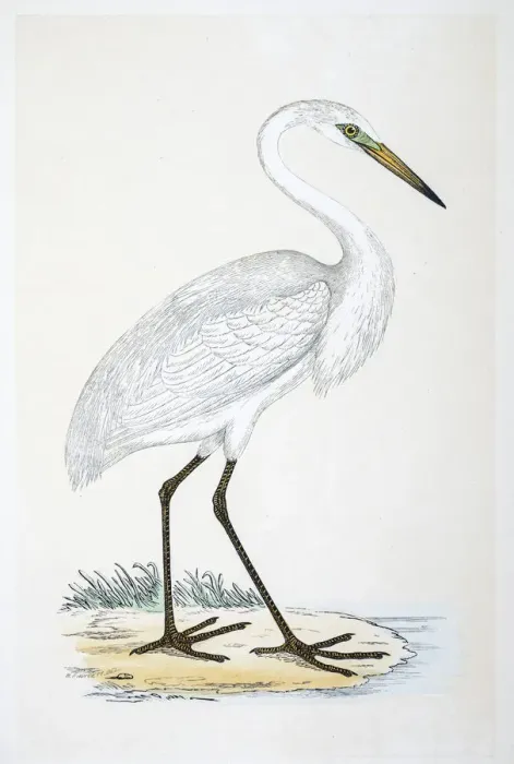 Framed Print : Heron bird 19 century illustration Framed Print : Heron bird 19 century illustration