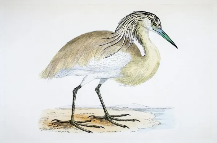 Framed Print : Heron bird 19 century illustration Framed Print : Heron bird 19 century illustration