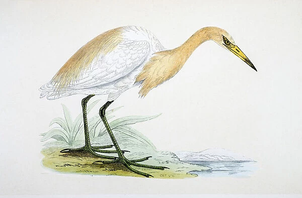 Heron bird 19 century illustration