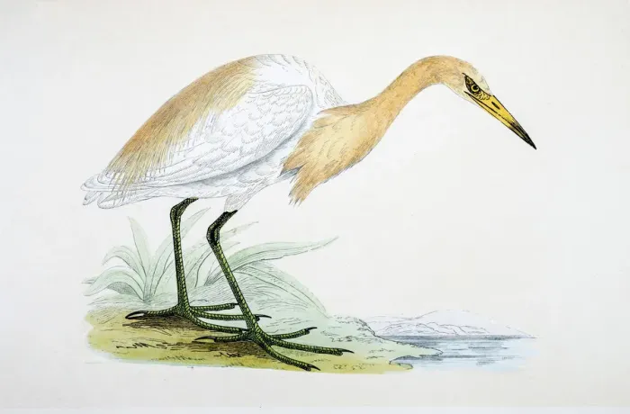 Framed Print : Heron bird 19 century illustration Framed Print : Heron bird 19 century illustration