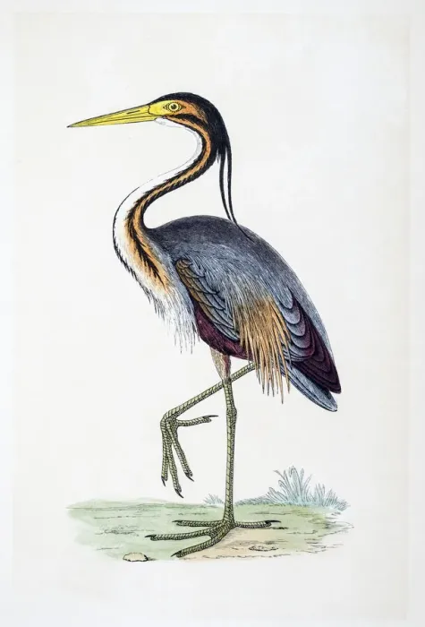 Framed Print : Heron bird 19 century illustration