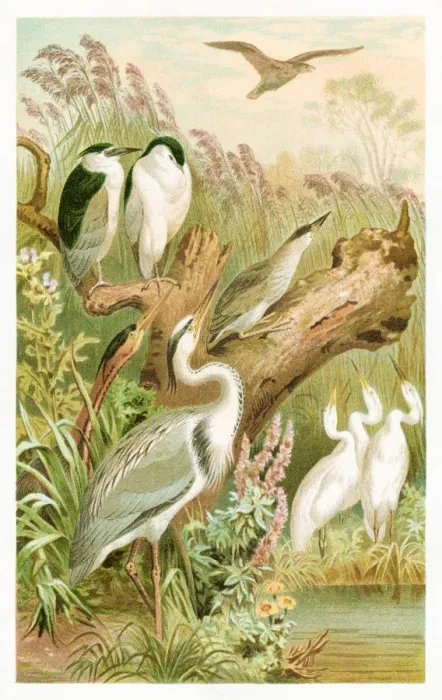 Framed Print : Heron engraving 1892 Framed Print : Heron engraving 1892