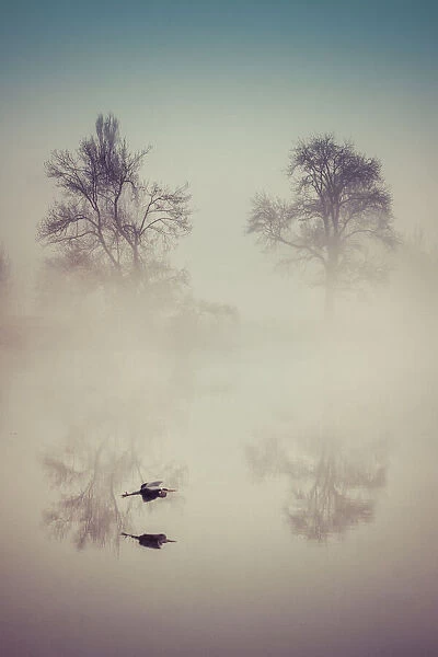 The heron in the mist
