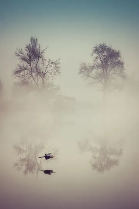 Framed Print : The heron in the mist Framed Print : The heron in the mist