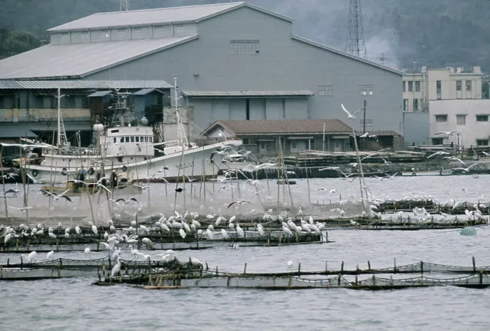 Framed Print : Herons In Tokyo Bay