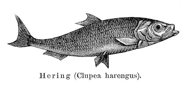 Herring fish engraving 1897
