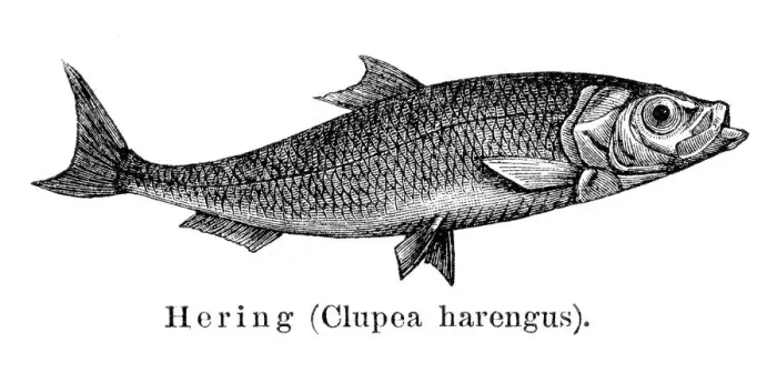 Framed Print : Herring fish engraving 1897 Framed Print : Herring fish engraving 1897