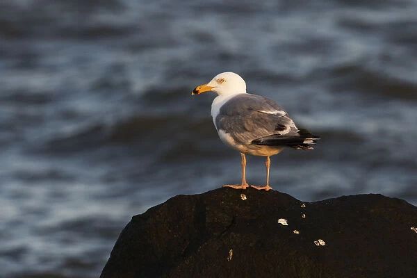 Herring gull at dawn