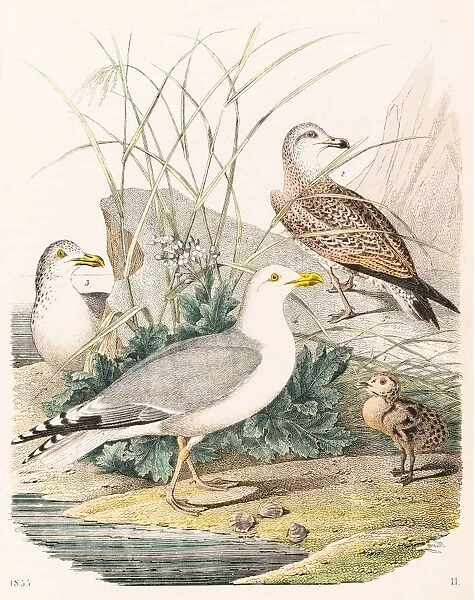 Herring gull engraving 1853
