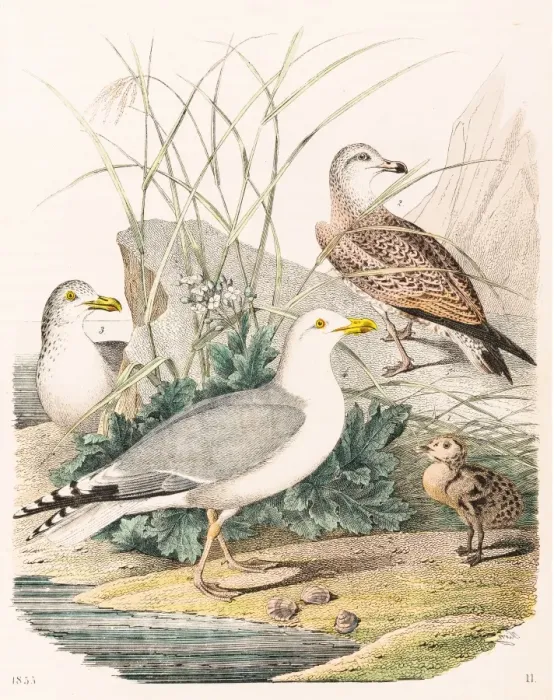 Framed Print : Herring gull engraving 1853 Framed Print : Herring gull engraving 1853