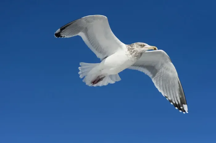 Framed Print : Herring gull in flight Framed Print : Herring gull in flight