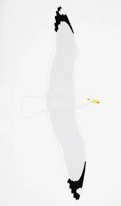 Framed Print : Herring Gull (Larus argentatus), adult Framed Print : Herring Gull (Larus argentatus), adult