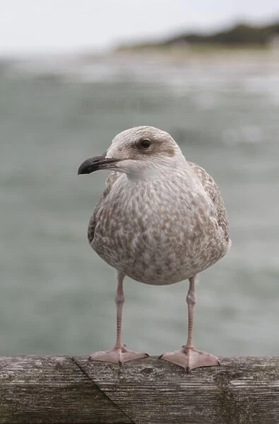 Herring Gull -Larus argentatus-, Baltic Sea, Zingst, Mecklenburg-Western Pomerania, Germany