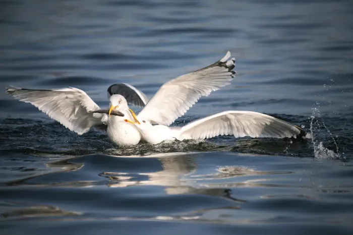 Framed Print : Herring gulls (Larus argentatus), fighting over fish, Mecklenburg-Western Pomerania, Germany, Europe Framed Print : Herring gulls (Larus argentatus), fighting over fish, Mecklenburg-Western Pomerania, Germany, Europe