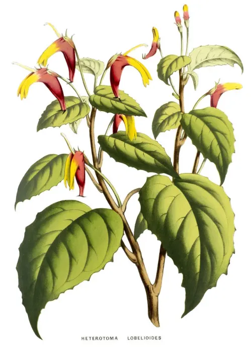 Framed Print : Heterotoma lobelioides, 19th century illustration Framed Print : Heterotoma lobelioides, 19th century illustration
