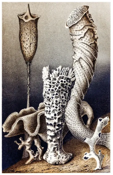 Framed Print : Hexactinellid sponges Framed Print : Hexactinellid sponges