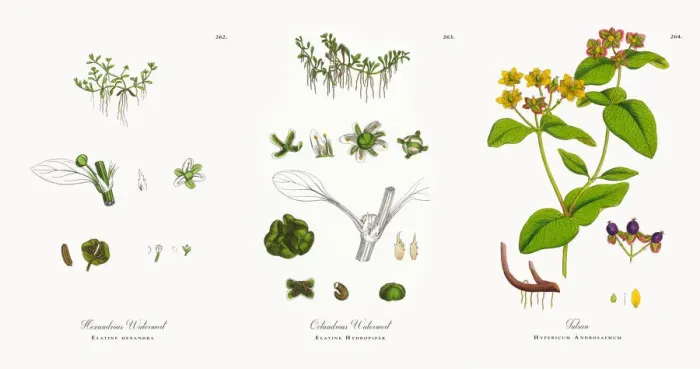 Framed Print : Hexandrous Waterwort, Elatine hexandra, Victorian Botanical Illustration, 1863 Framed Print : Hexandrous Waterwort, Elatine hexandra, Victorian Botanical Illustration, 1863
